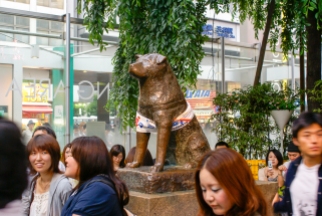 Hachikō-Statue (jap. ハチ公) am Bahnhof Shibuya.
